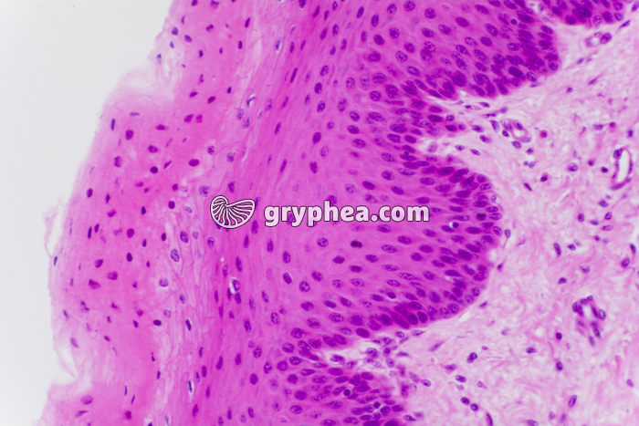 Vagin x100 - gryphea.com